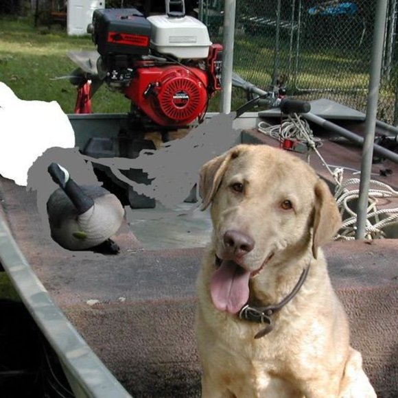 Meet your Posher, Ann - Picture 1 of 1